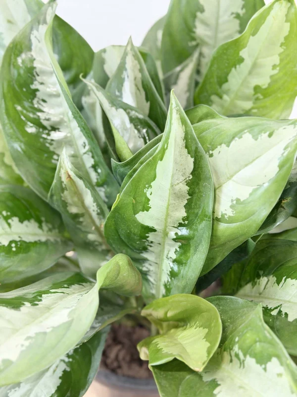 agloanema-daimod-bei-23-55-6