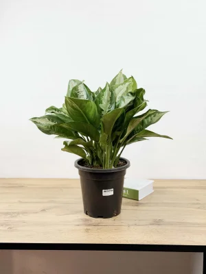 Аглаонема Даймонд Бей 55 см (горшок Ø23 см)