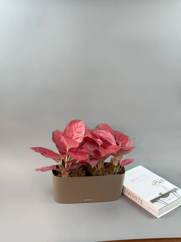 aglaonema-chayna-red-kompozitsiya-2