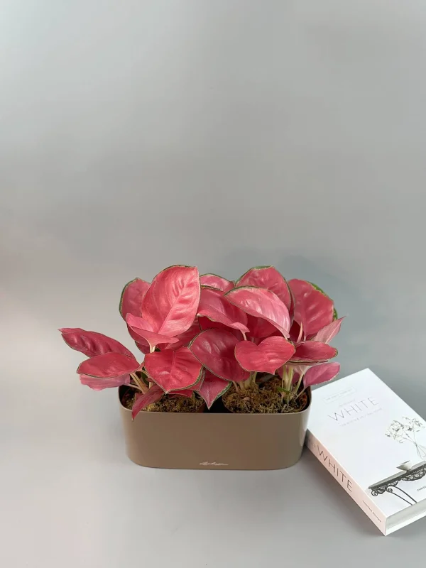 aglaonema-chayna-red-kompozitsiya-3
