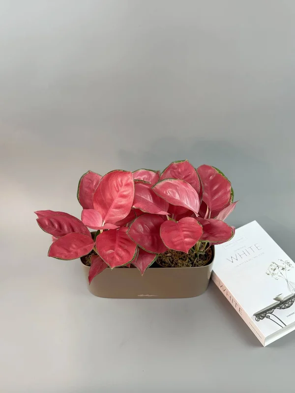 aglaonema-chayna-red-kompozitsiya-4