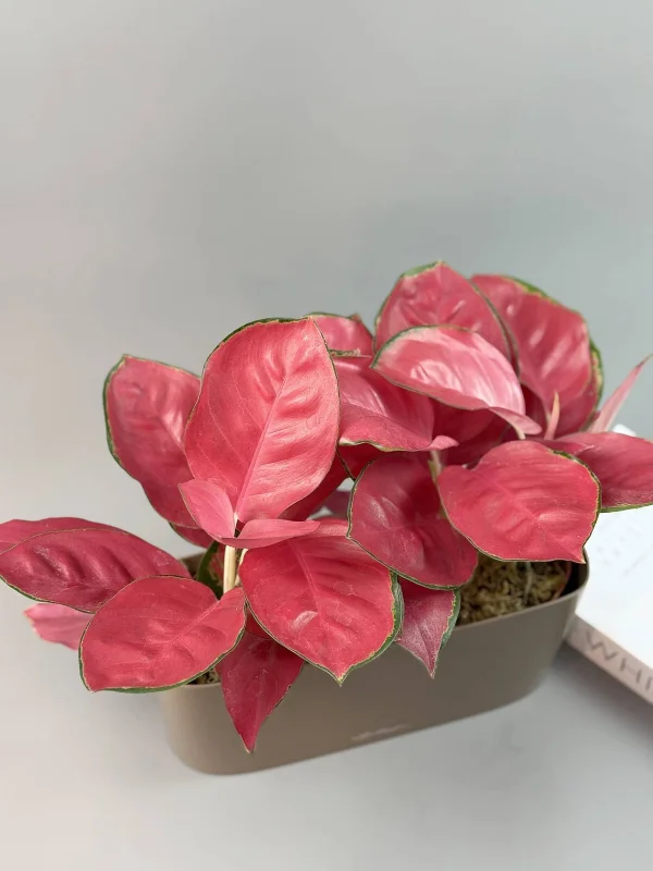 aglaonema-chayna-red-kompozitsiya-5