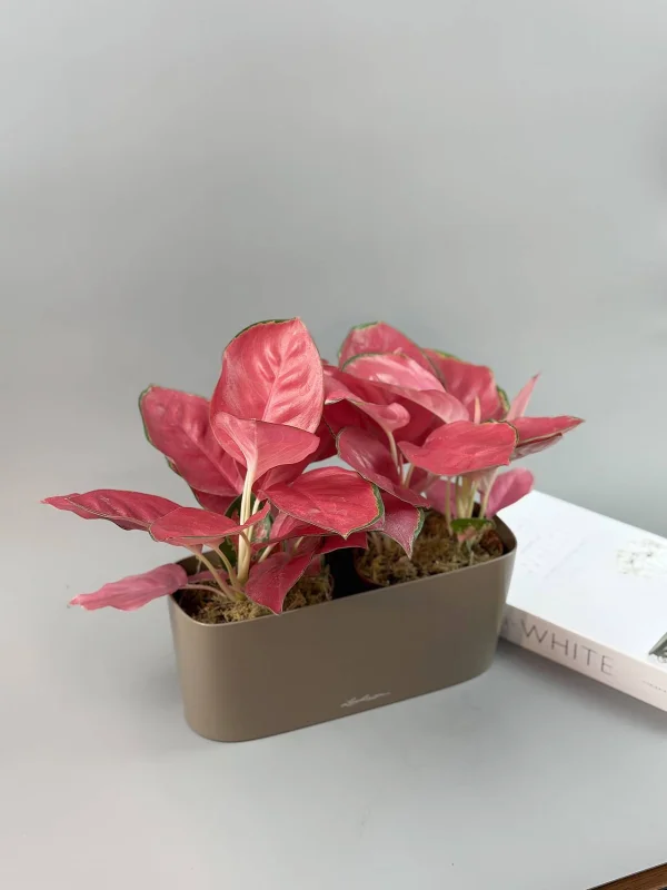 aglaonema-chayna-red-kompozitsiya-6