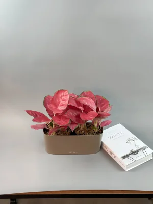 Аглаонема Чайна ред в Лечуза