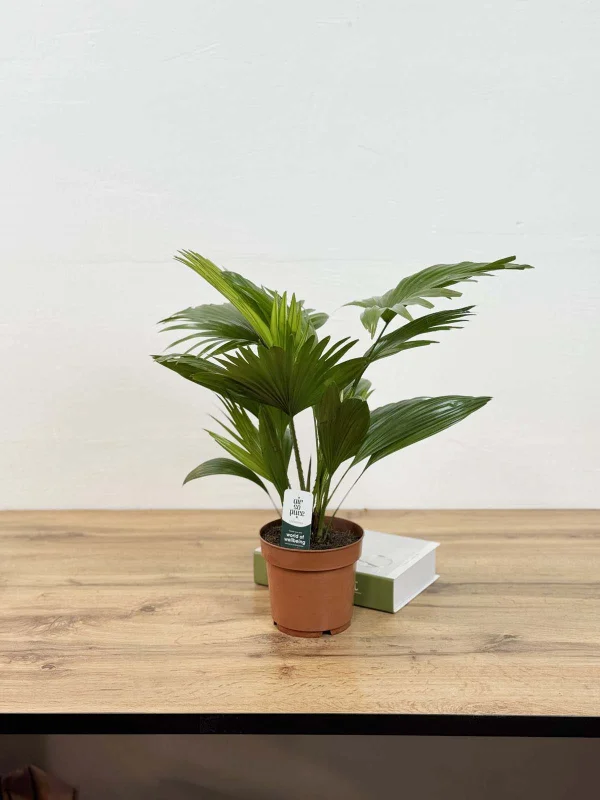 livestona-rotu-14-40-1