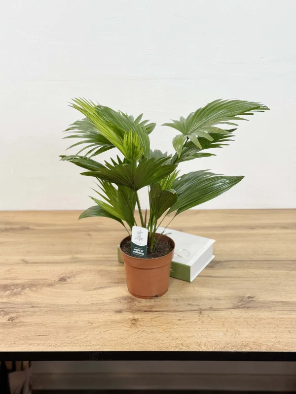 livestona-rotu-14-40-2