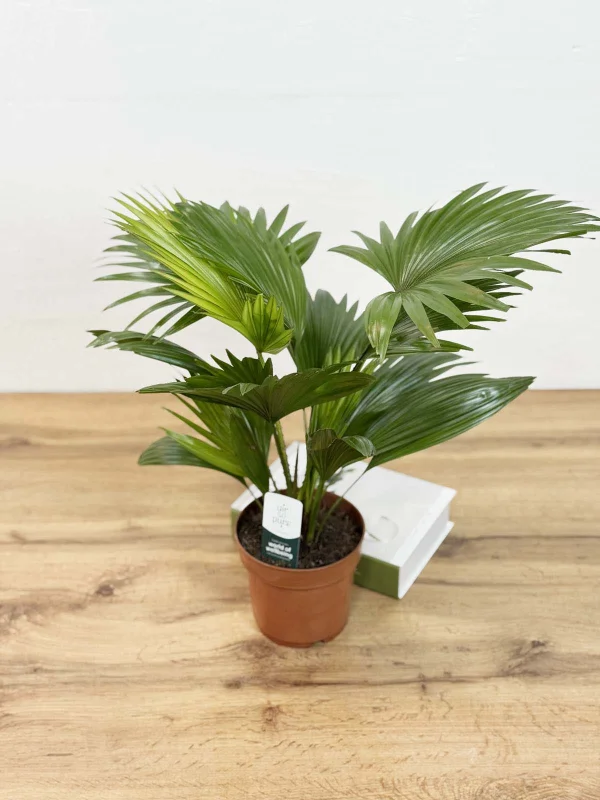 livestona-rotu-14-40-3