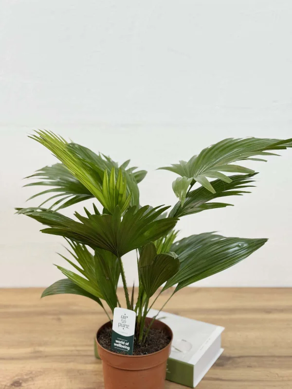 livestona-rotu-14-40-4