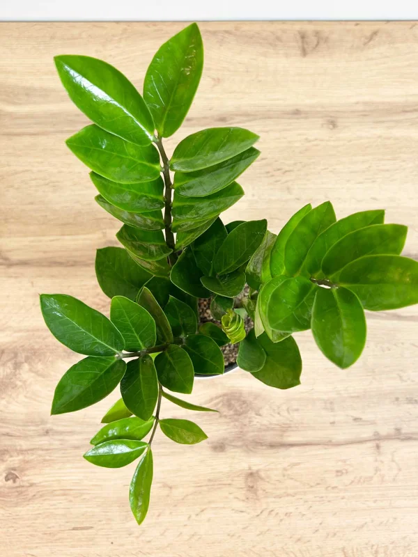 zamik-v-steklo-kashpo-14-45-4