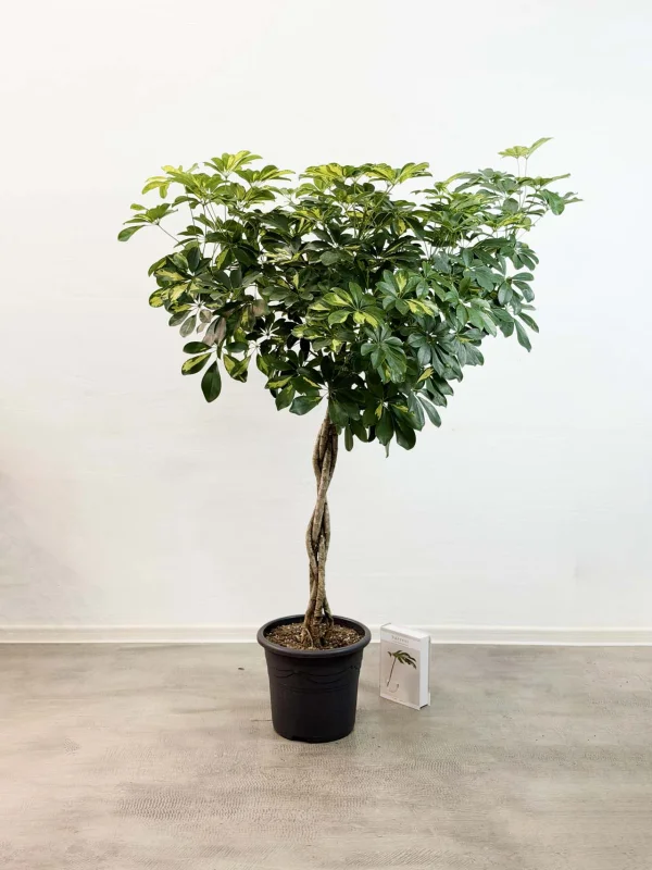 sheflera-gold-kap-32-150-1