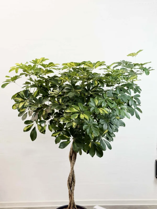 sheflera-gold-kap-32-150-3