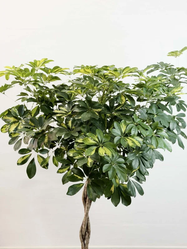 sheflera-gold-kap-32-150-4