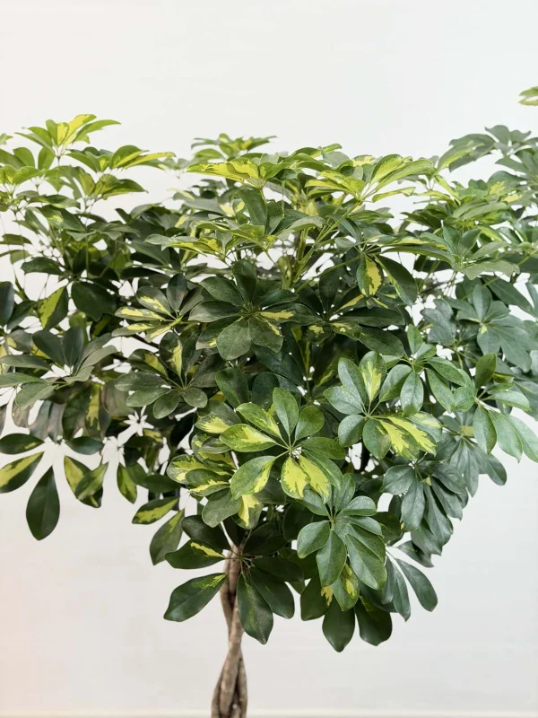 sheflera-gold-kap-32-150-5