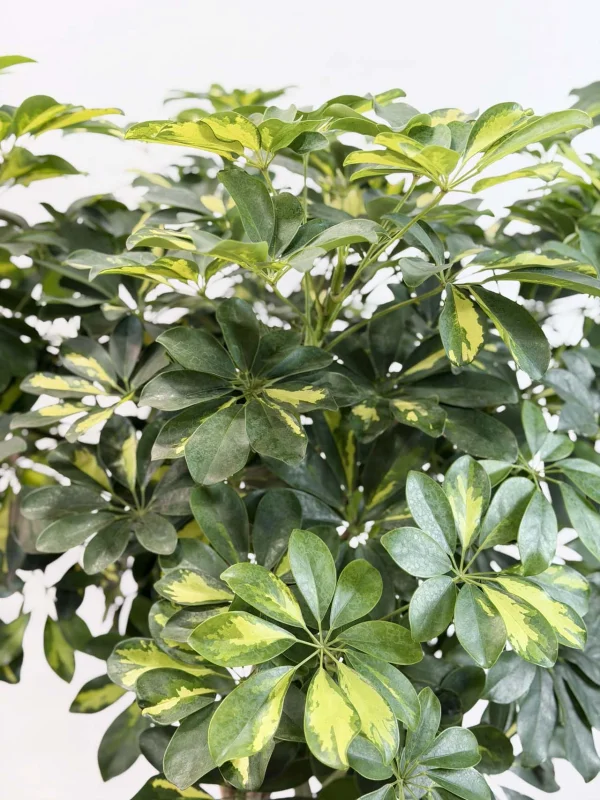 sheflera-gold-kap-32-150-6