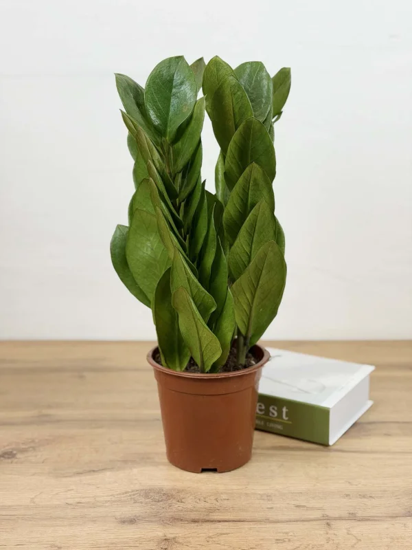 zamiakulkas-piramida-15-40-2