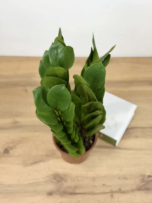 zamiakulkas-piramida-15-40-5