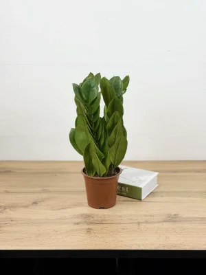 Замиокулькас Пирамида D15см H40см