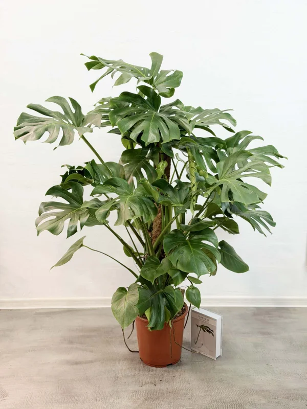 monstera-deliciosa-27-150-2