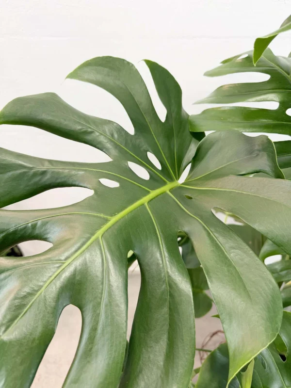 monstera-deliciosa-27-150-7