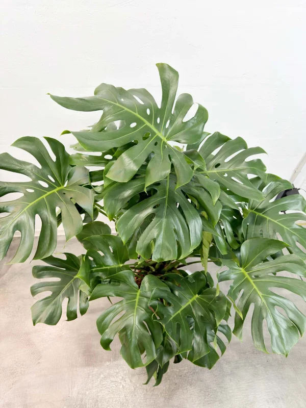 monstera-deliciosa-27-150-8