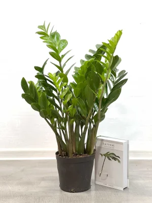 Замиокулькас D:17