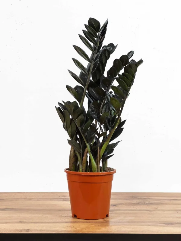 zamiakulkas-raven-17-65-1