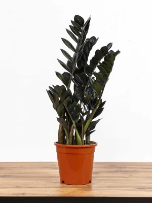 Замиокулькас Черный D17 H65