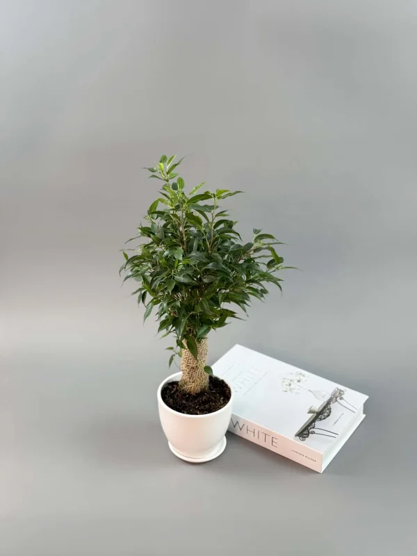 bendjamina-natasha-v-belom-12-35-2