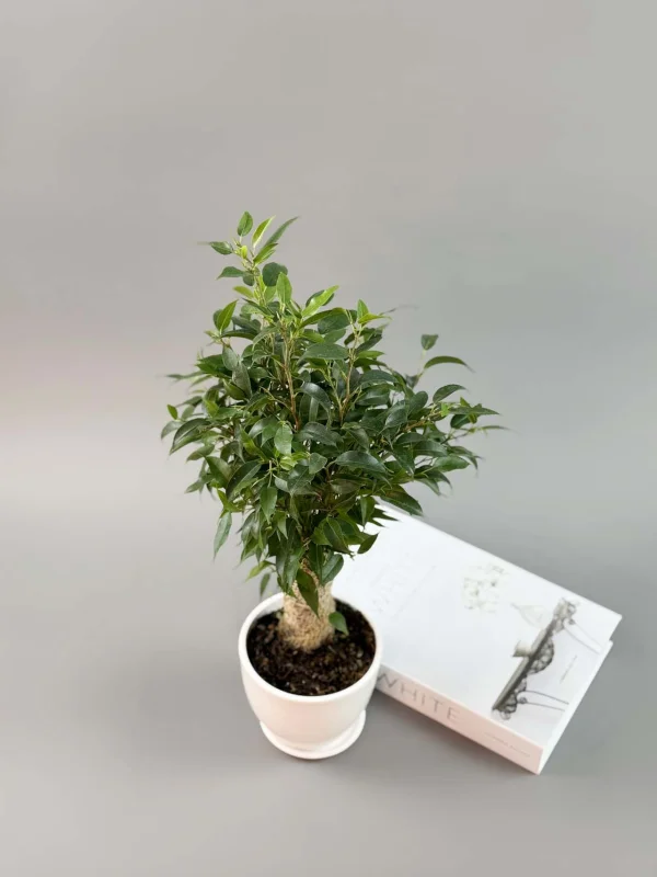 bendjamina-natasha-v-belom-12-35-3