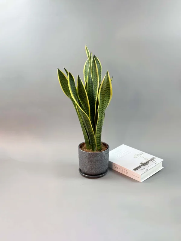 sanseveriya-laurenti-15-50-1