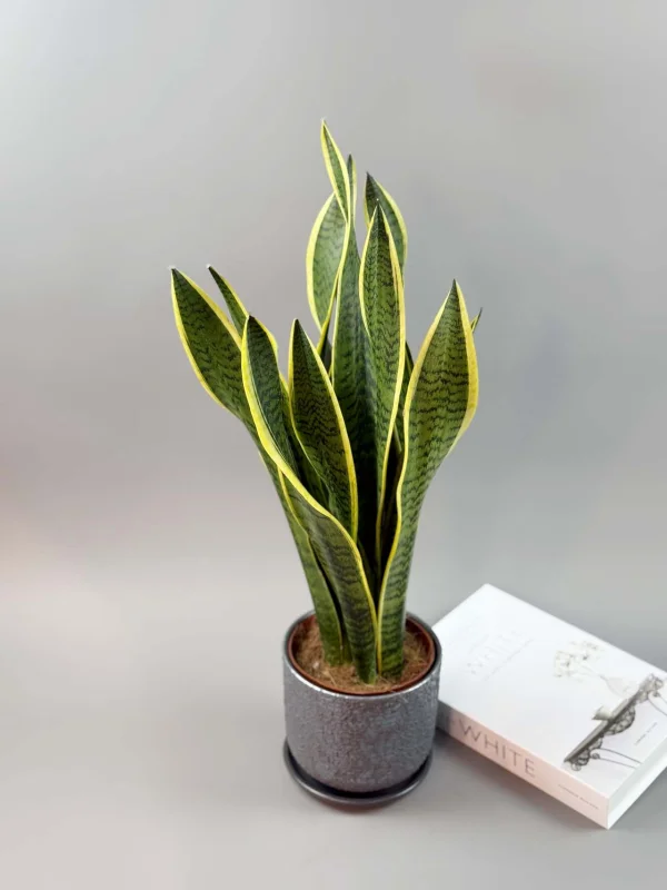 sanseveriya-laurenti-15-50-3