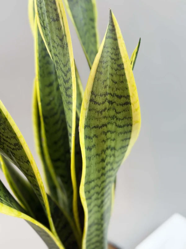 sanseveriya-laurenti-15-50-4