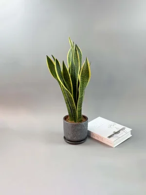 Сансевиерия Лауренти