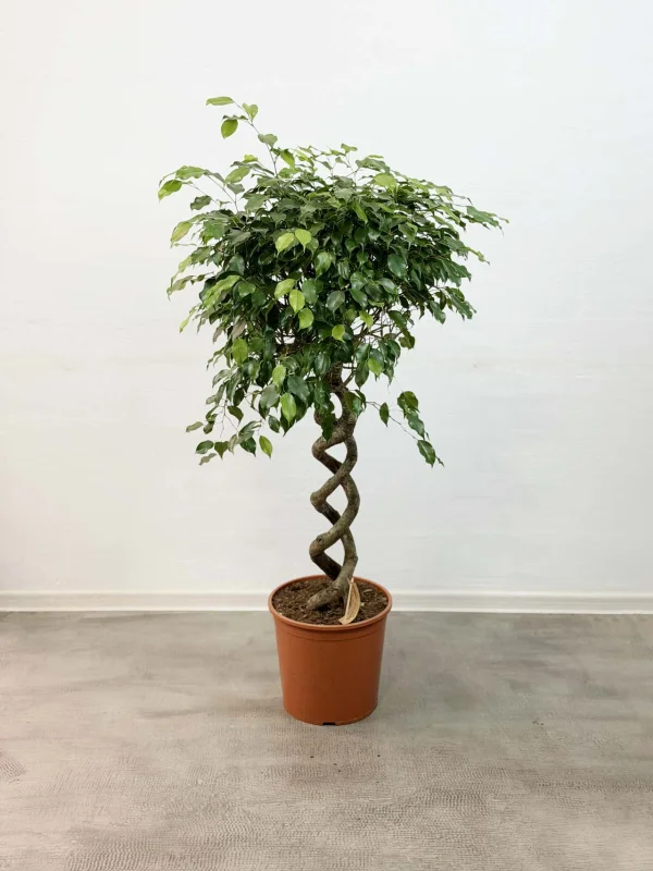 benja-ekzotic-spiral-30-140-2