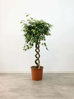 Фикус Бенджамина Экзотика дв. спир. D30 H140