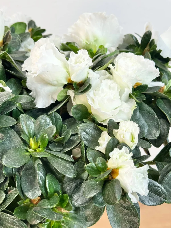 azaliya-shtamb-bely-4