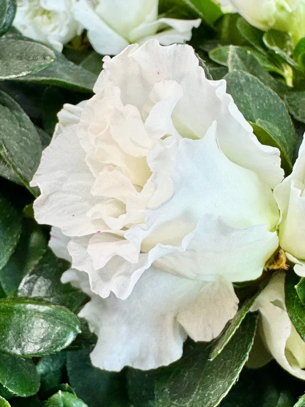 azaliya-shtamb-bely-6