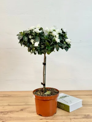 Азалия D15 H50